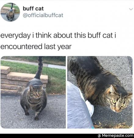 Meme