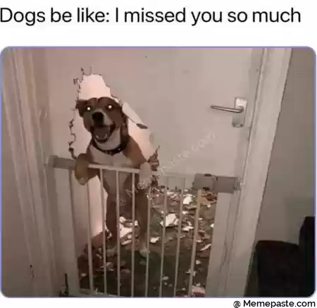 Meme