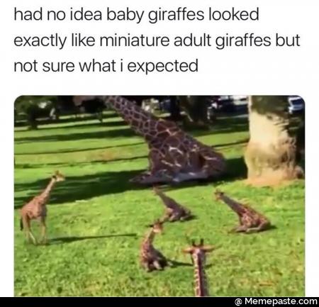 Had no idea baby giraffes looked exactly like miniature giraffes but not sure what I expected