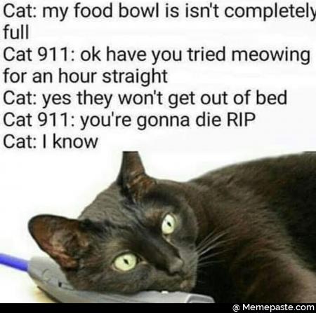Cat my food bowl is completely have you tried meowing an hour straight yes they won get out of bed you re gonna die RIP know na 