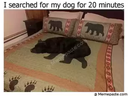 I searched for my dog for minutes r n r n 