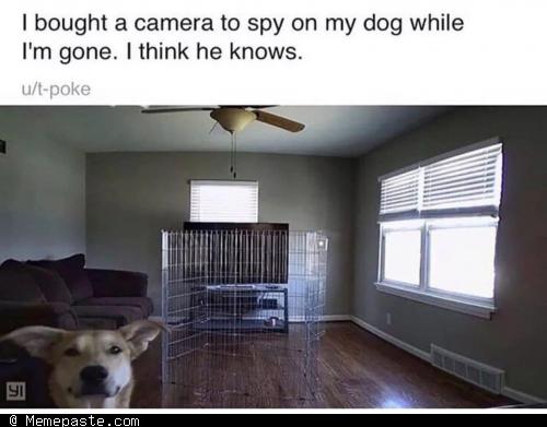 Meme