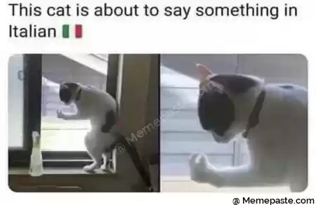 This cat is about to say something in r I l r gt r nv w h h r nf r ng M r n r n 