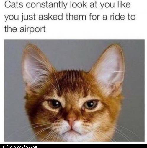 Meme