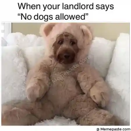 When your landlord says r n No dogs allowed quot r nI f r ni r r n r n 