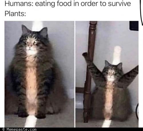Meme