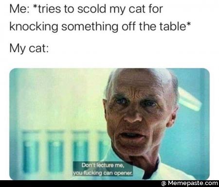 Me tries to scold my cat for something off the table cat don lecture me fucking can opener 