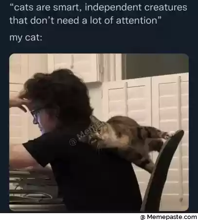 cats are smart independent creatures r don t need a lot of attention r cat r n r r n r nu f r n r n v r nI r n f r r n r n 