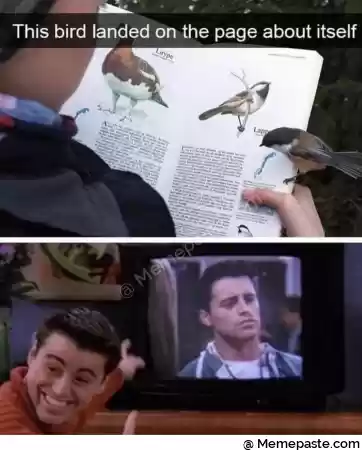 This bird landed on the page about itself r n quot b quot quot r nI L r n quot A K r n r n a k r n quot r nI r nI r n s r n r n 
