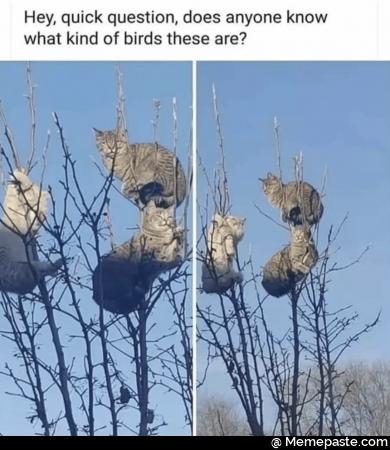 Meme