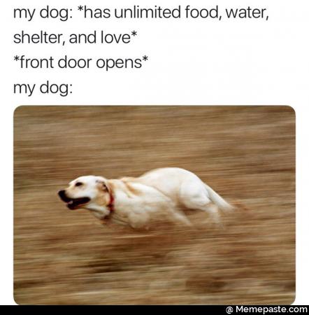 my dog has unlimited food water and love front door opens dog 