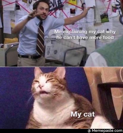 Me explaining my cat why he can not have more food my cat