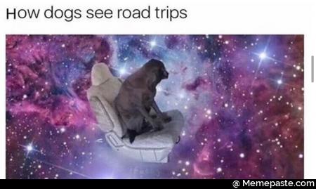 How dogs see road trips 