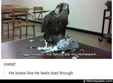 Sorry professor, my falcon ate my homework. He looks like he feels bad though.